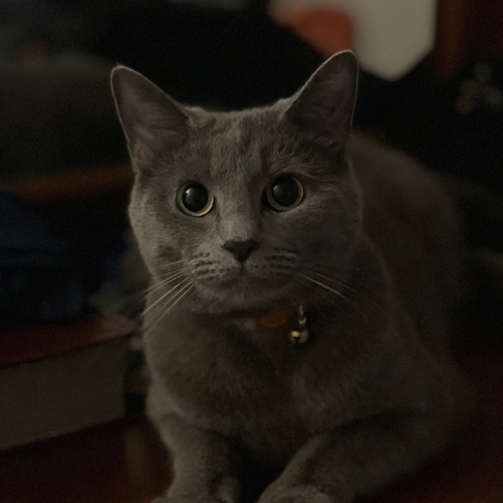 Meet your Posher, Riley